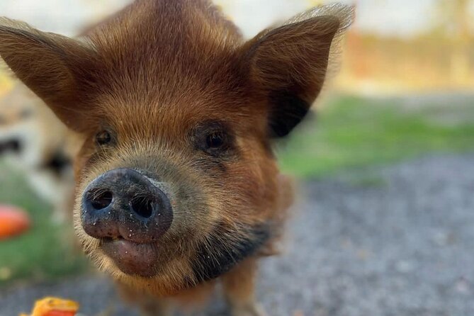 KuneKune Pig Farm Tour - What to Expect on the Tour