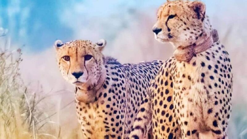 Kuno National Park Tour 3 Nights 4 Days - Itinerary Highlights