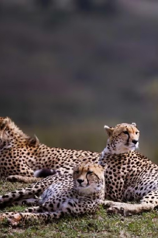 Kuno National Park Tour 3 Nights 4 Days - Wildlife Experience