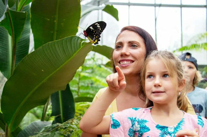 Kuranda: Australian Butterfly Sanctuary - Entering the World of Queensland’s Butterflies