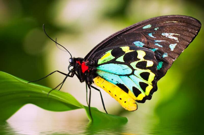 Kuranda: Australian Butterfly Sanctuary - Practical Details and Tips