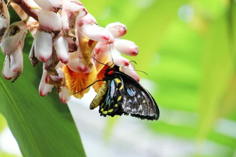 Kuranda: Australian Butterfly Sanctuary - Who Should Visit?