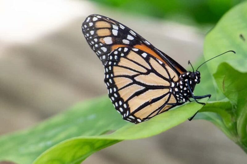 Kuranda: Australian Butterfly Sanctuary - The Sum Up