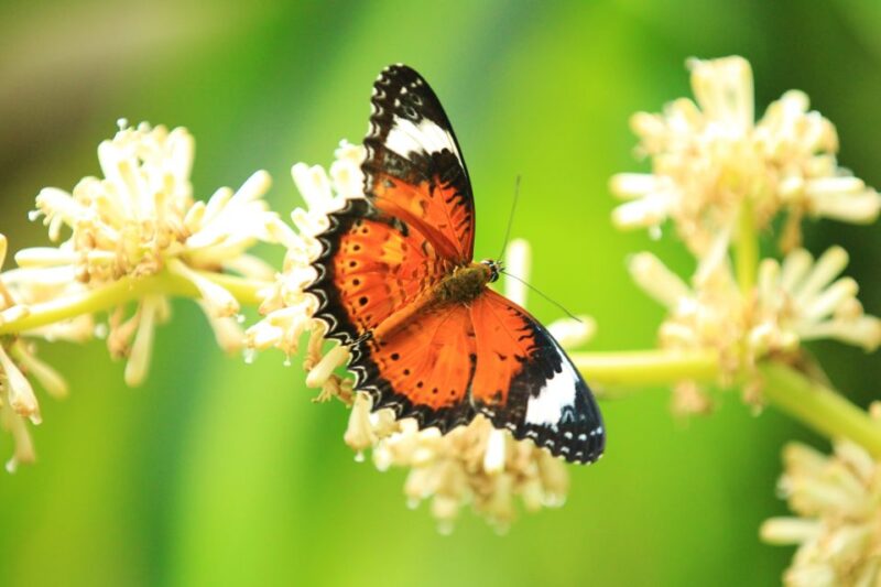 Kuranda: Australian Butterfly Sanctuary - Observing Caterpillar Development
