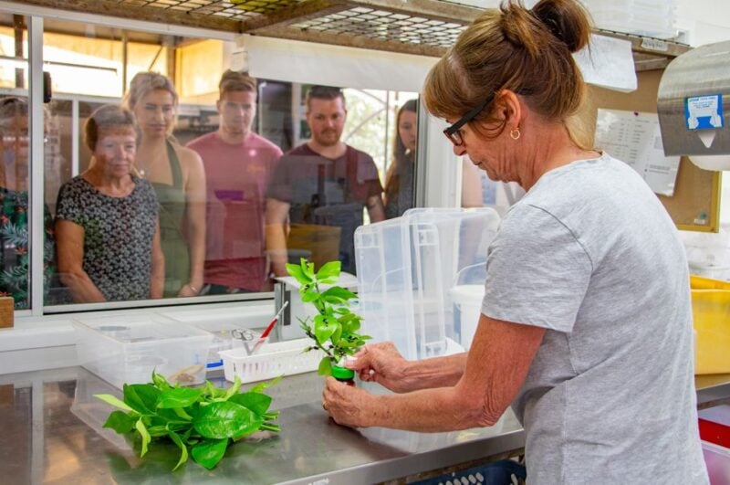Kuranda: Australian Butterfly Sanctuary - Educational Experiences and Guided Tours