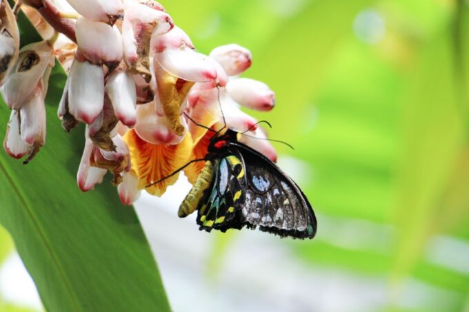 Kuranda: Australian Butterfly Sanctuary - Dining Options in Kuranda Village