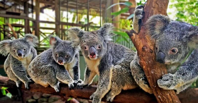 Kuranda, Cairns & Port Douglas Multi-Park Package - Park Descriptions