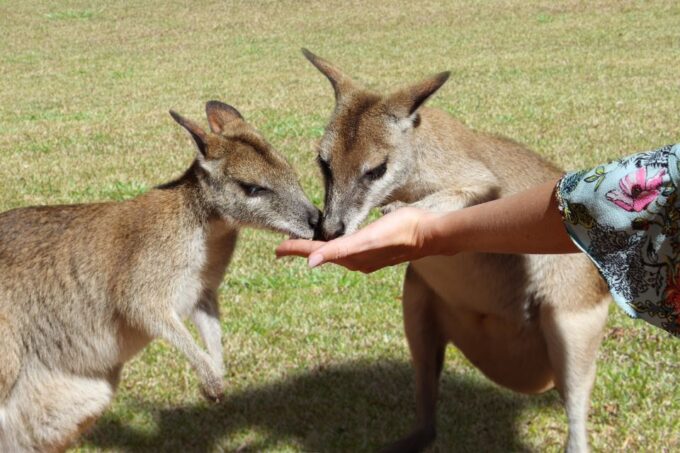 Kuranda, Cairns & Port Douglas Multi-Park Package - Experience Highlights