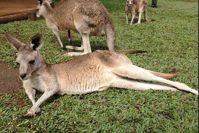 Kuranda Day Budget Tour, TKS-RFS 0930 - Activities and Lunch Included