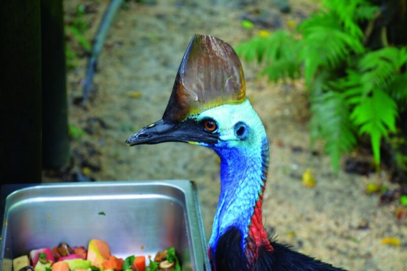 Kuranda: Friends in the Rainforest Koala Gardens & Birdworld - Diverse Range of Attractions