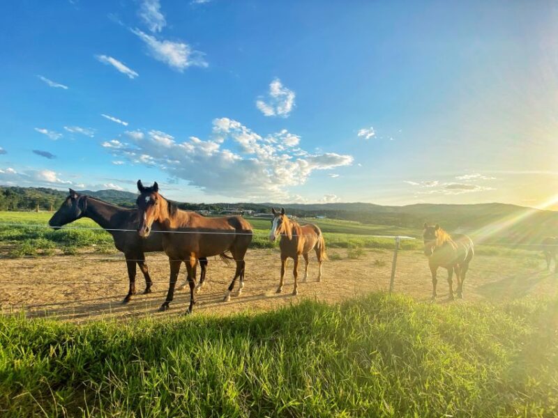Kuranda Half Day With Petting Zoo & Horse Trail Ride Tour - Exploring Kuranda Village