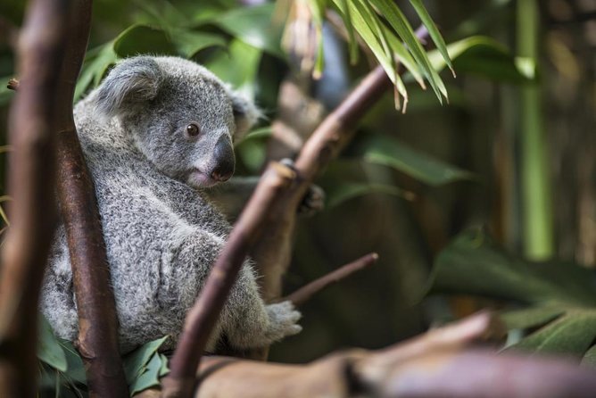 Kuranda Koala Gardens and Birdworld Admission Tickets - Admission Details