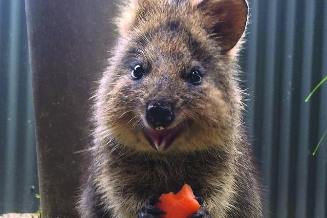 Kuranda Koala Gardens and Birdworld Admission Tickets - Dining Options