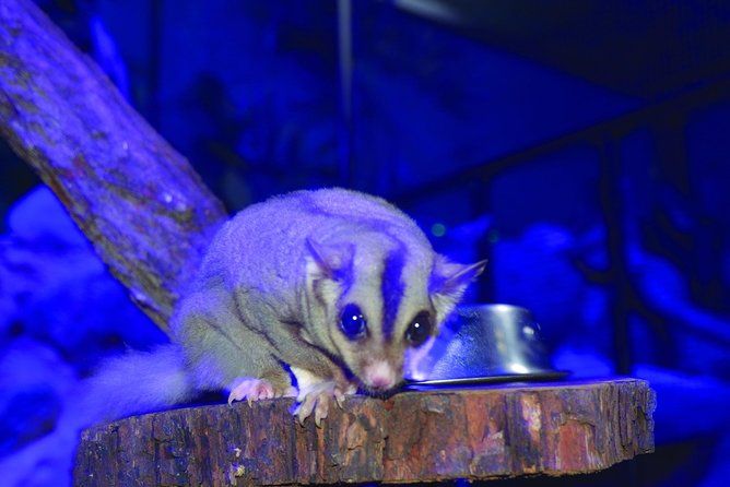 Kuranda Koala Gardens and Birdworld Admission Tickets - Visitor Feedback
