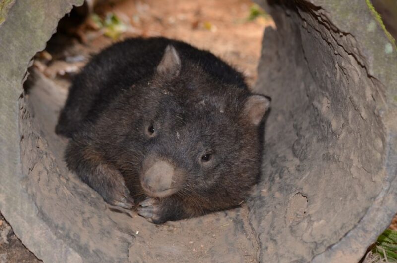 Kuranda: Koalas, Birds and Butterflies Experience - Key Points