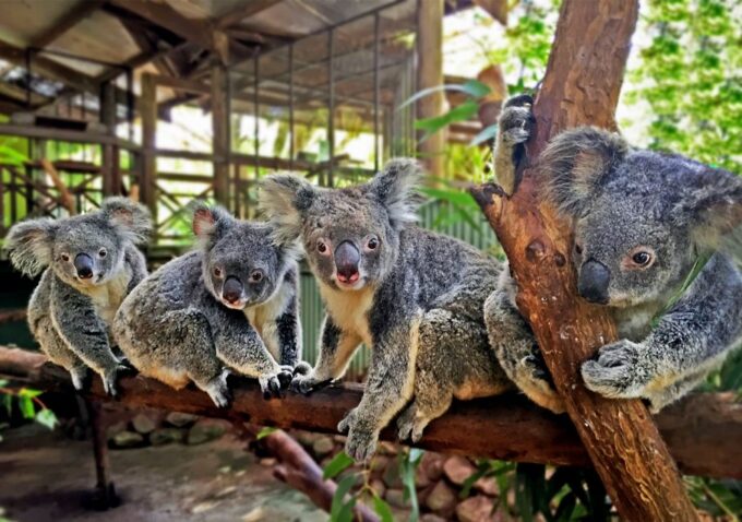 Kuranda Pamagirri Aboriginal Premium Full-Day Tour - Koala & Wildlife Park