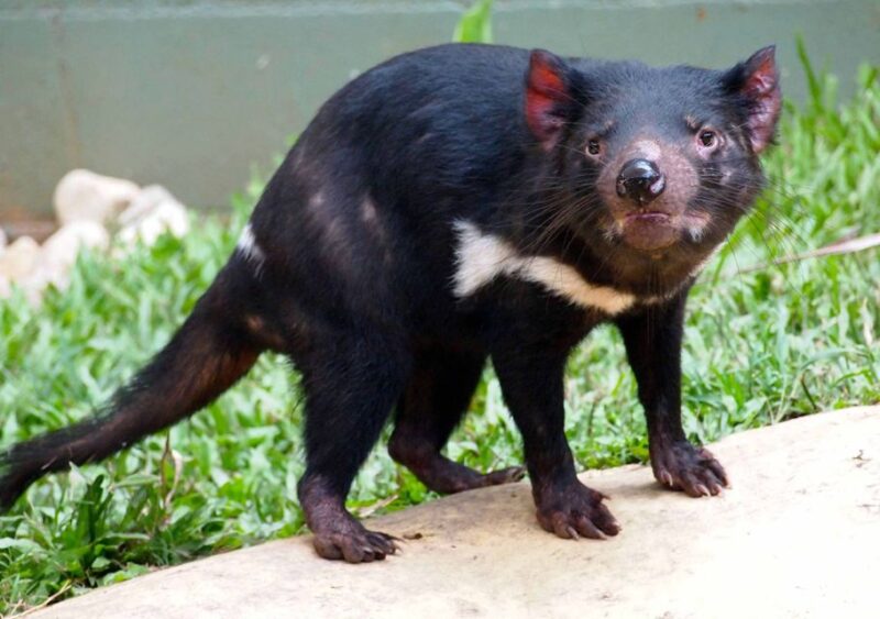 Kuranda: Rainforestation Nature Park - Koala & Wildlife Park