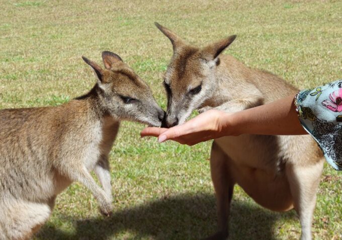 Kuranda: Rainforestation Nature Park - Visitor Transportation