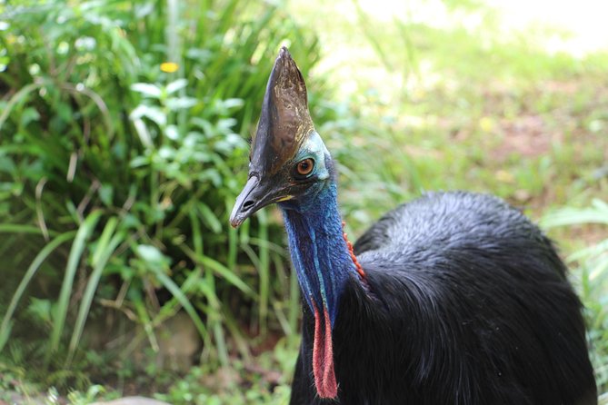Kuranda Rainforestation Nature Park Ticket (BNP) - Accessibility and Amenities