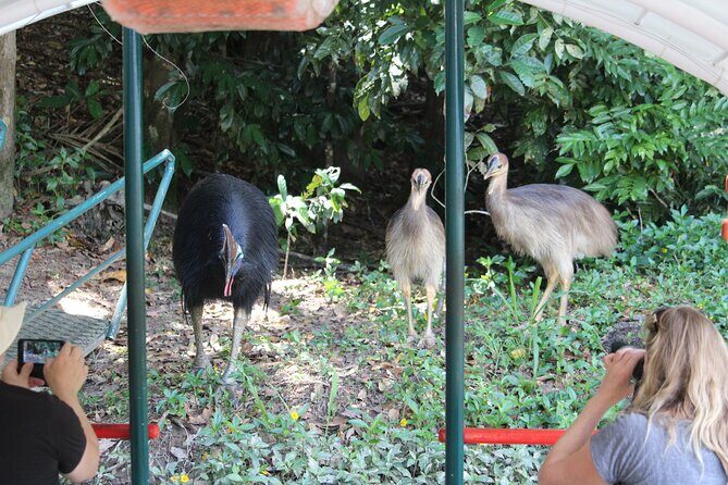 Kuranda Riverboat Sightseeing Cruise - Final Thoughts