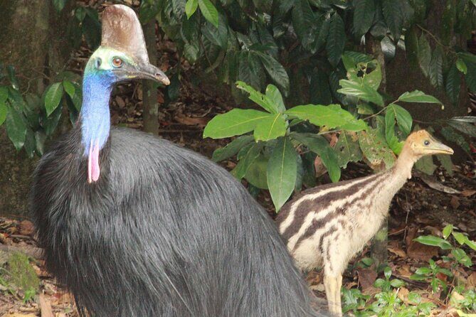 Kuranda Riverboat Sightseeing Cruise - FAQs About the Kuranda Riverboat Sightseeing Cruise