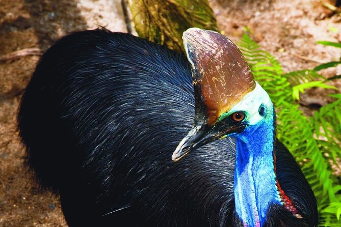 Kuranda Wildlife Experience Deluxe Multi Attraction Pass - Visiting Butterfly Sanctuary