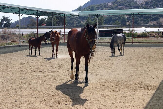 Kusadasi Horse Riding On Beach And Through The River - Trip Highlights