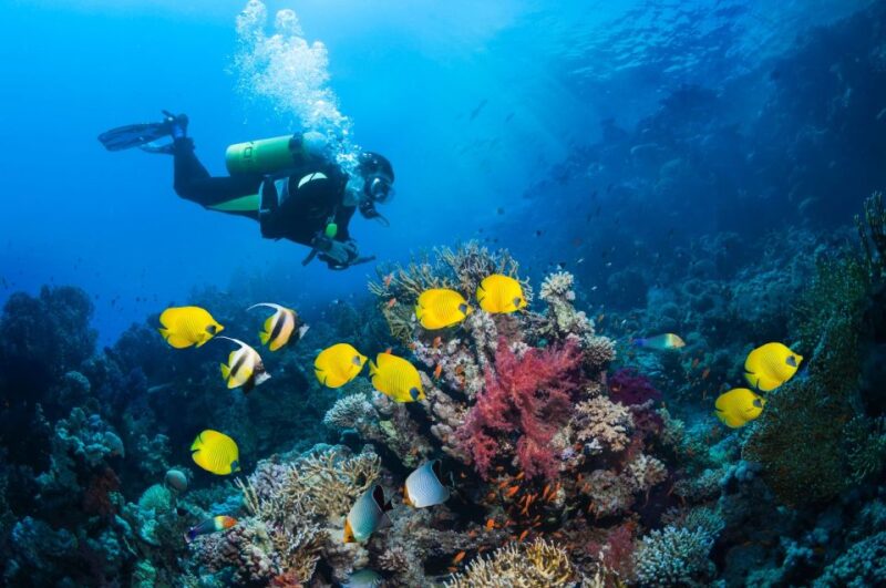 Kusadasi: Scuba Diving for Beginner or Experienced W/ Lunch - Pickup and Transport Details