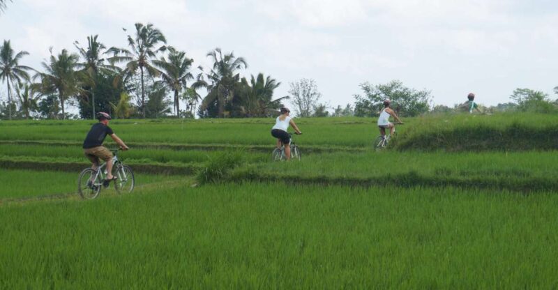 Kuta: Kintamani Culture and Nature Guided Cycling Tour - Inclusions
