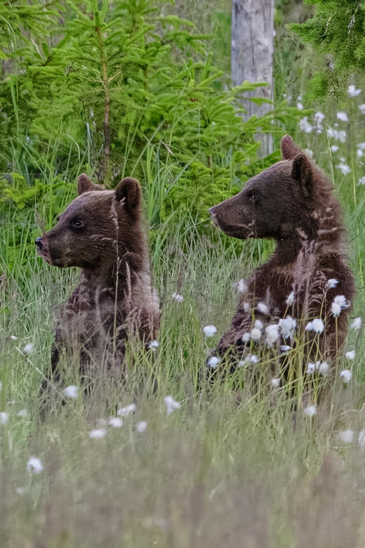 Kuusamo: Bear Watching Evening - Good To Know
