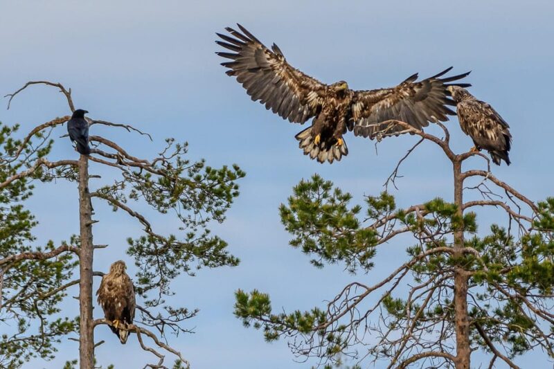 Kuusamo: Bear Watching Evening - Pricing and Reservation
