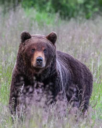 Kuusamo: Bear Watching Evening - Wildlife Experience