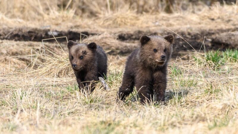 Kuusamo: Bear Watching Evening - Amenities and Inclusions