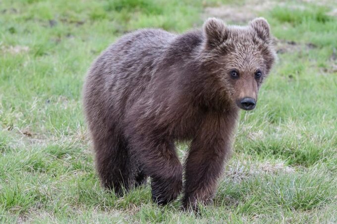Kuusamo: Bear Watching Evening - Visitor Guidelines