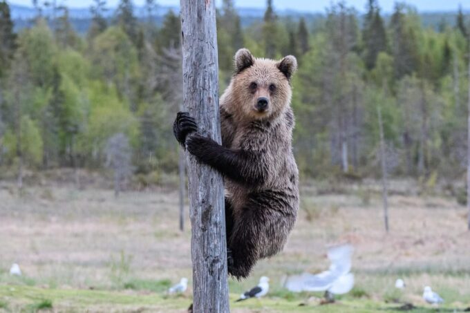 Kuusamo: Bear Watching Evening - Frequently Asked Questions