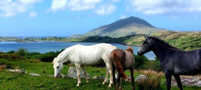Kylemore, Sheep Farm and Connemara Private Limousine Tour - Scenic Drive Through Connemara