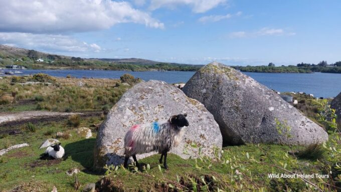 Kylemore, Sheep Farm and Connemara Private Limousine Tour - Frequently Asked Questions
