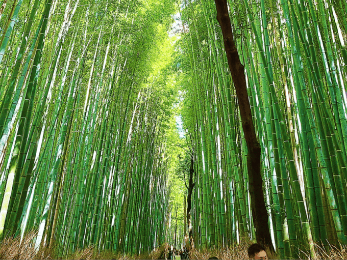Kyoto: 12 Top Highlights Full-Day Guided City Tour - Frequently Asked Questions