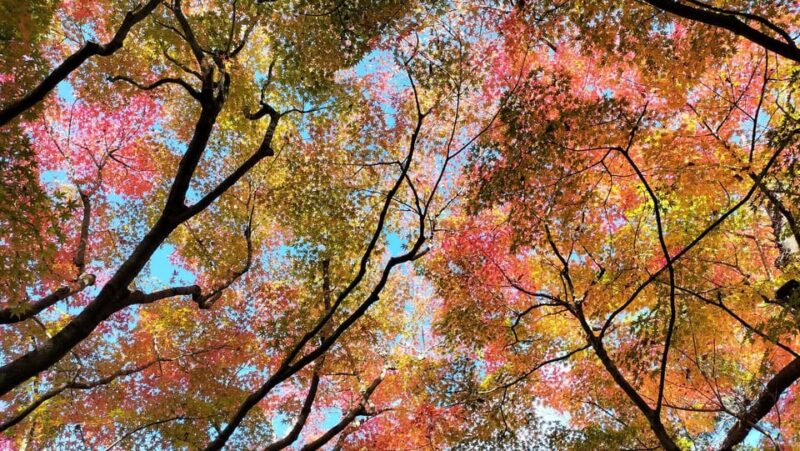 Kyoto: 2-Hour Guided Tour of Arashiyamas Autumn Leaves - Bamboo Groves Exploration