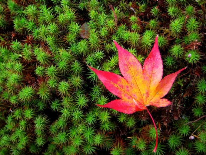 Kyoto: 2-Hour Guided Tour of Arashiyamas Autumn Leaves - Inclusions and Exclusions