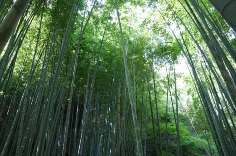 Kyoto: 2nd June Experience in Bamboo Forests & Workshop - Key Points