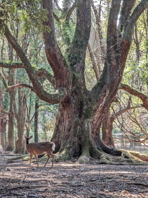Kyoto: a Bike Ride in Deep Japan - Wander Through the Forest