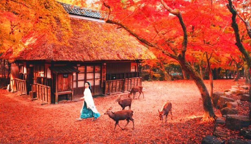 Kyoto and Nara Day Tour With Kiyomizu-Dera,Nara Park&Temple - Kiyomizu-dera Temple