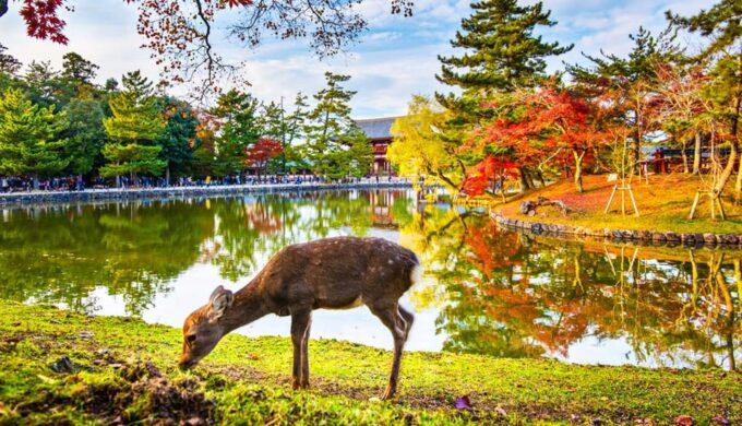 Kyoto and Nara Day Tour With Kiyomizu-Dera,Nara Park&Temple - Todaiji Temple and Great Buddha