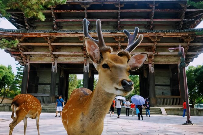 Kyoto and Nara Deer Sightseeing Day Trip From Osaka - Pricing and Fees
