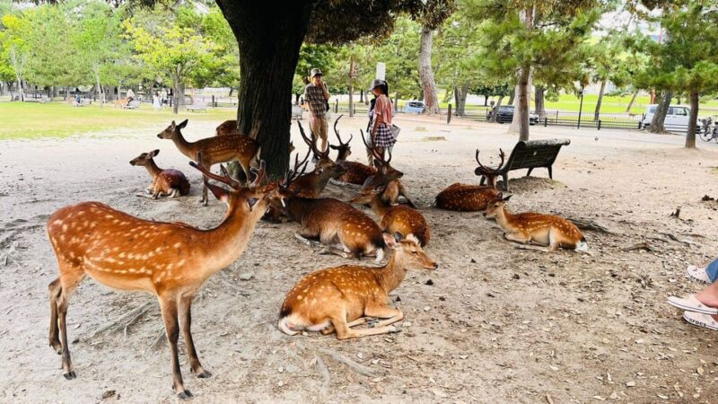 KYOTO AND NARA FULL DAY TOUR WITH PICK-UP & DROP-OFF - Inclusions and Exclusions