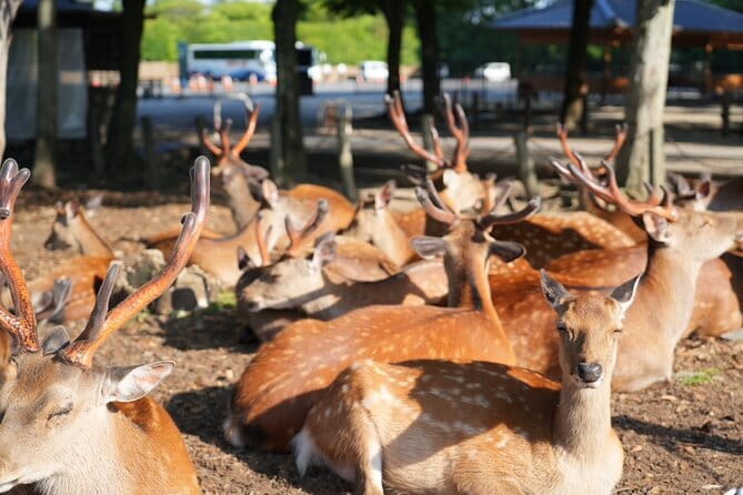 Kyoto and Nara in 1 Day in Fushimi Inari and Deer Park - Discovering Nara Deer Park