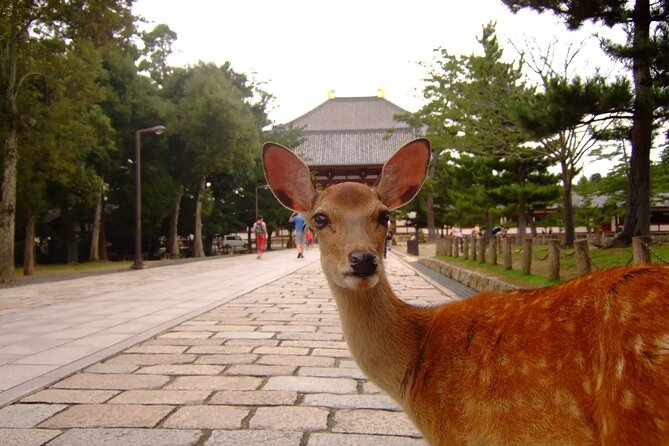 Kyoto and Nara Park One Day Tour With Lunch From Osaka/Kyoto - Meeting and Pickup