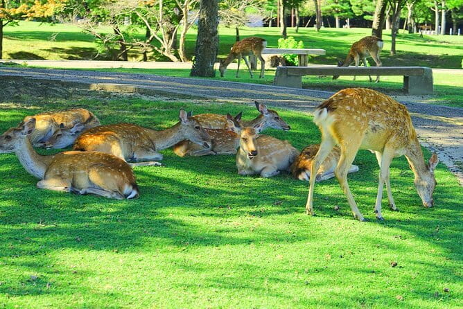 Kyoto and Nara UNESCO Highlights Full-day Tour From Osaka - Health and Safety Guidelines