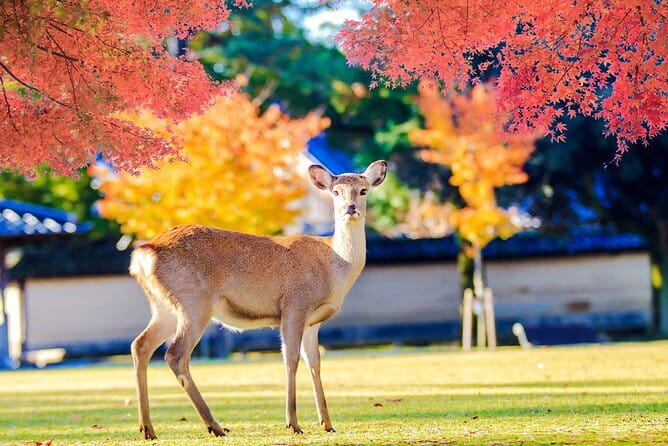 Kyoto and Nara UNESCO Highlights Full-day Tour From Osaka - Tour Experience
